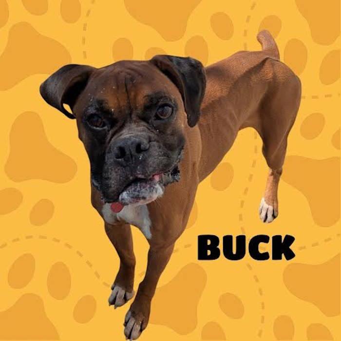Enlarge Buck, an adopted Boxer in York, NE image 2/2