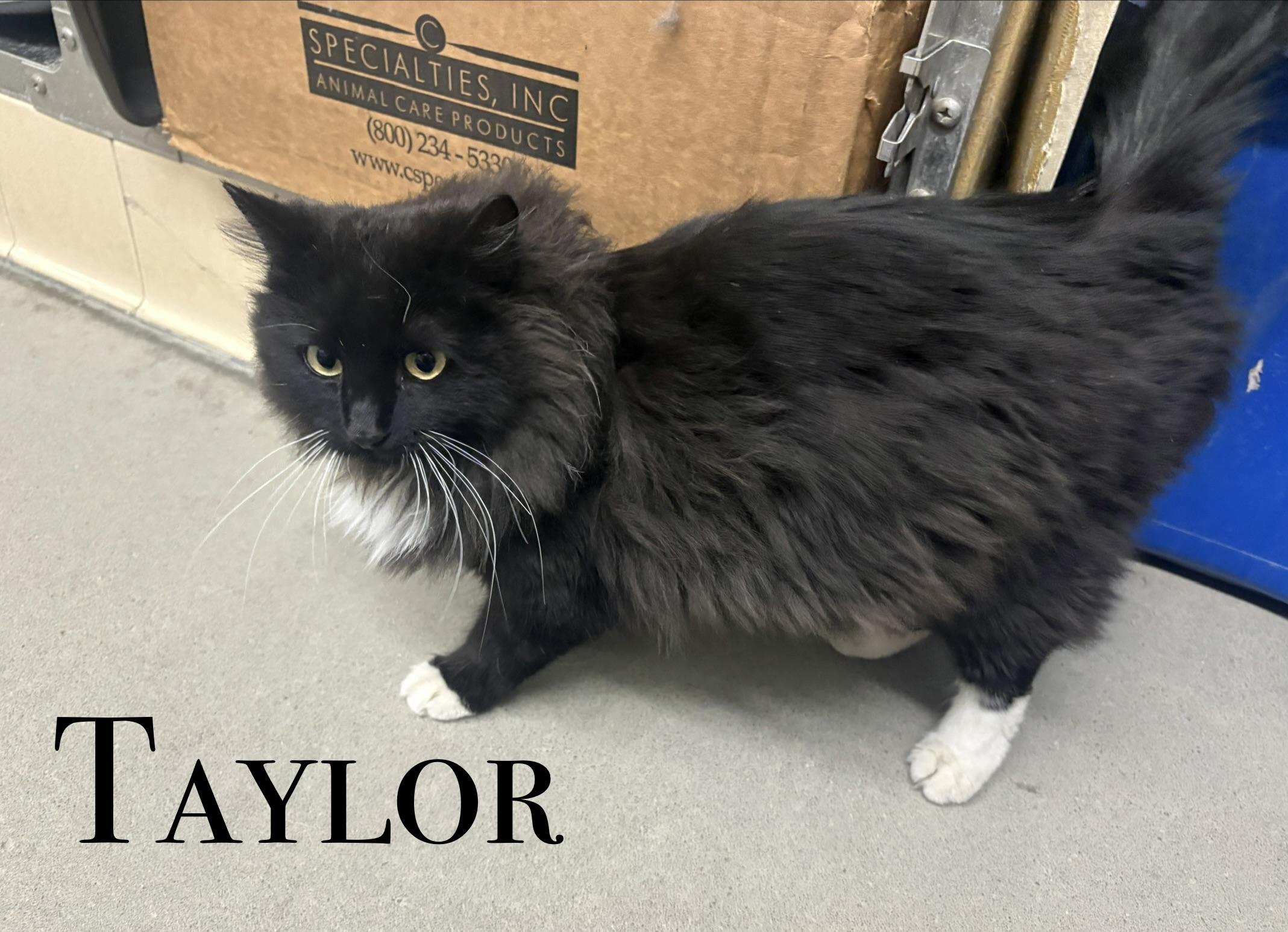 Enlarge Taylor, an adopted Domestic Long Hair in Craig, CO image 1/1