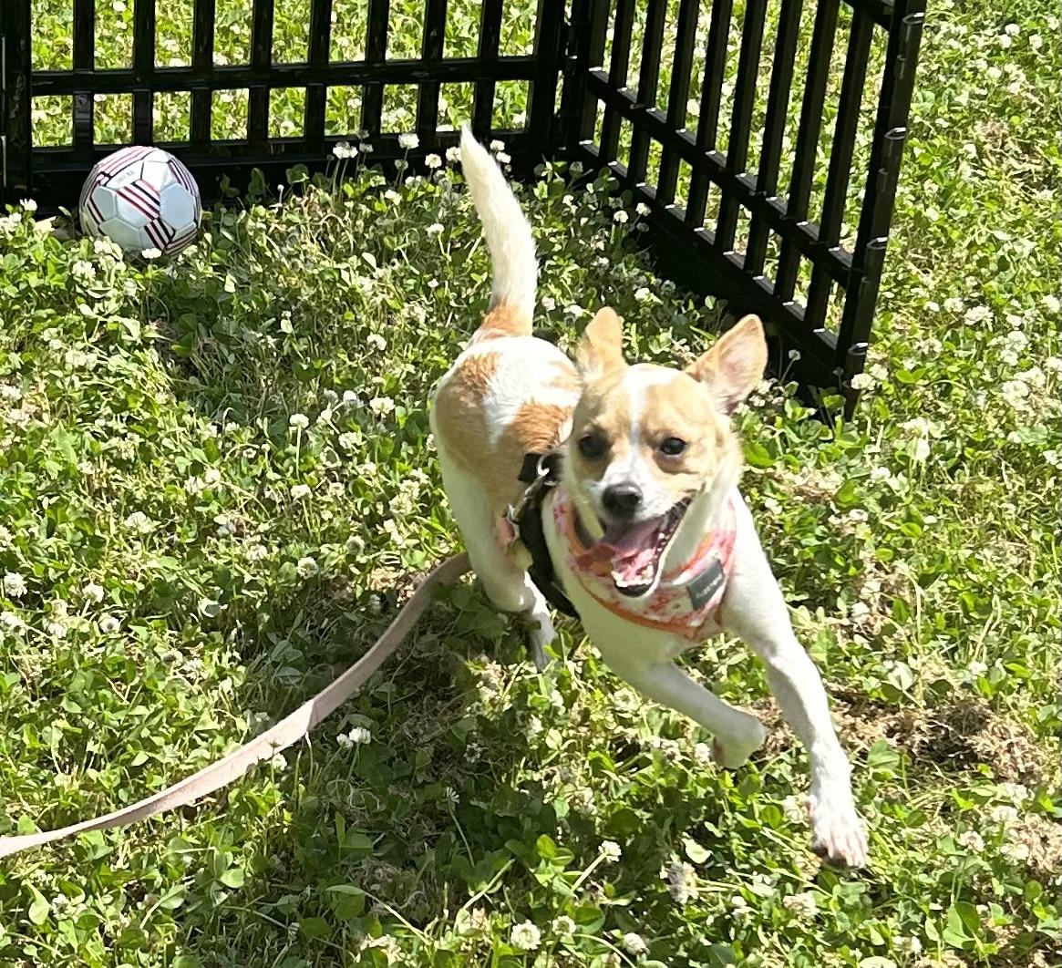 Ralphie, ADOPTABLE, Adult Male Mixed Breed.