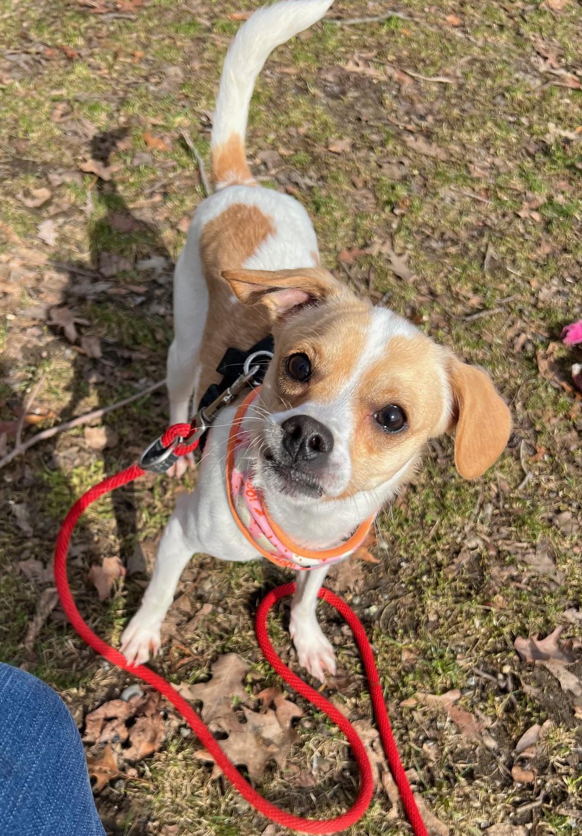 Ralphie, a ADOPTABLE Mixed Breed in Milton, MA image 2/2