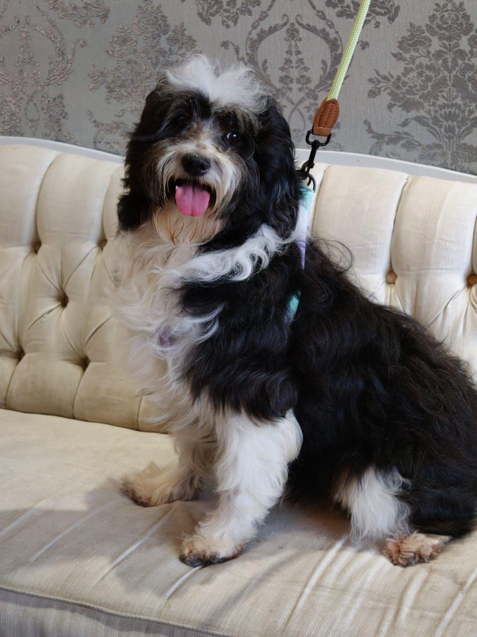 Enlarge Duque, a Adoptable mixed breed in New Britain, CT image 1/6