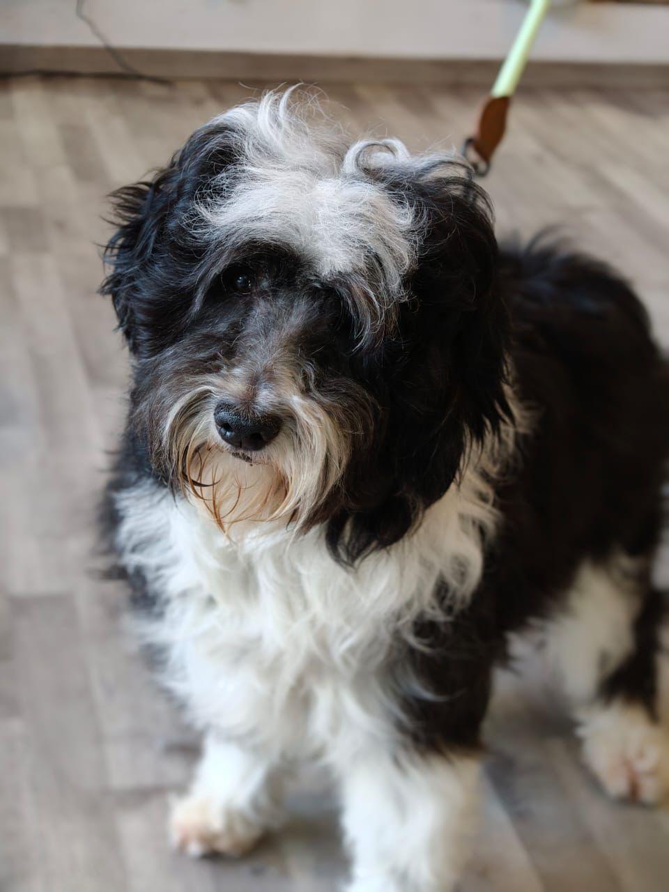 Enlarge Duque, a Adoptable mixed breed in New Britain, CT image 4/6
