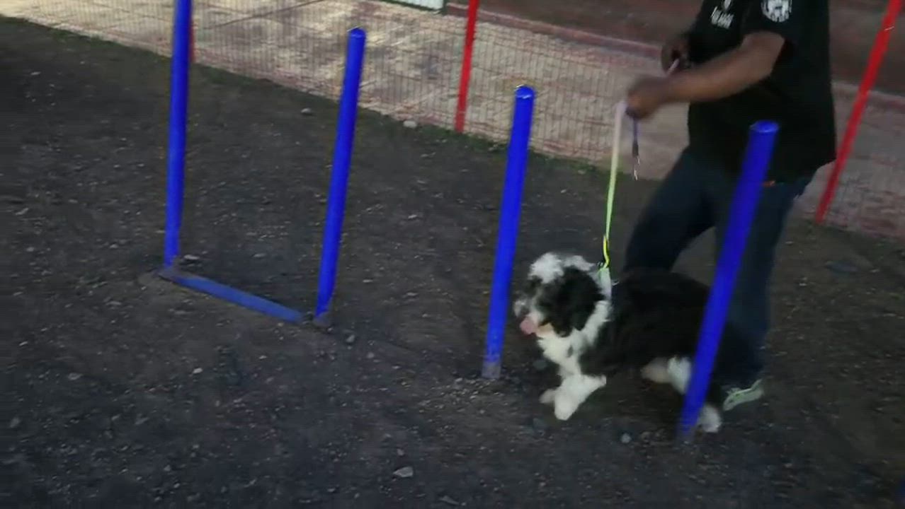 Enlarge Duque, a Adoptable mixed breed in New Britain, CT video 3/6