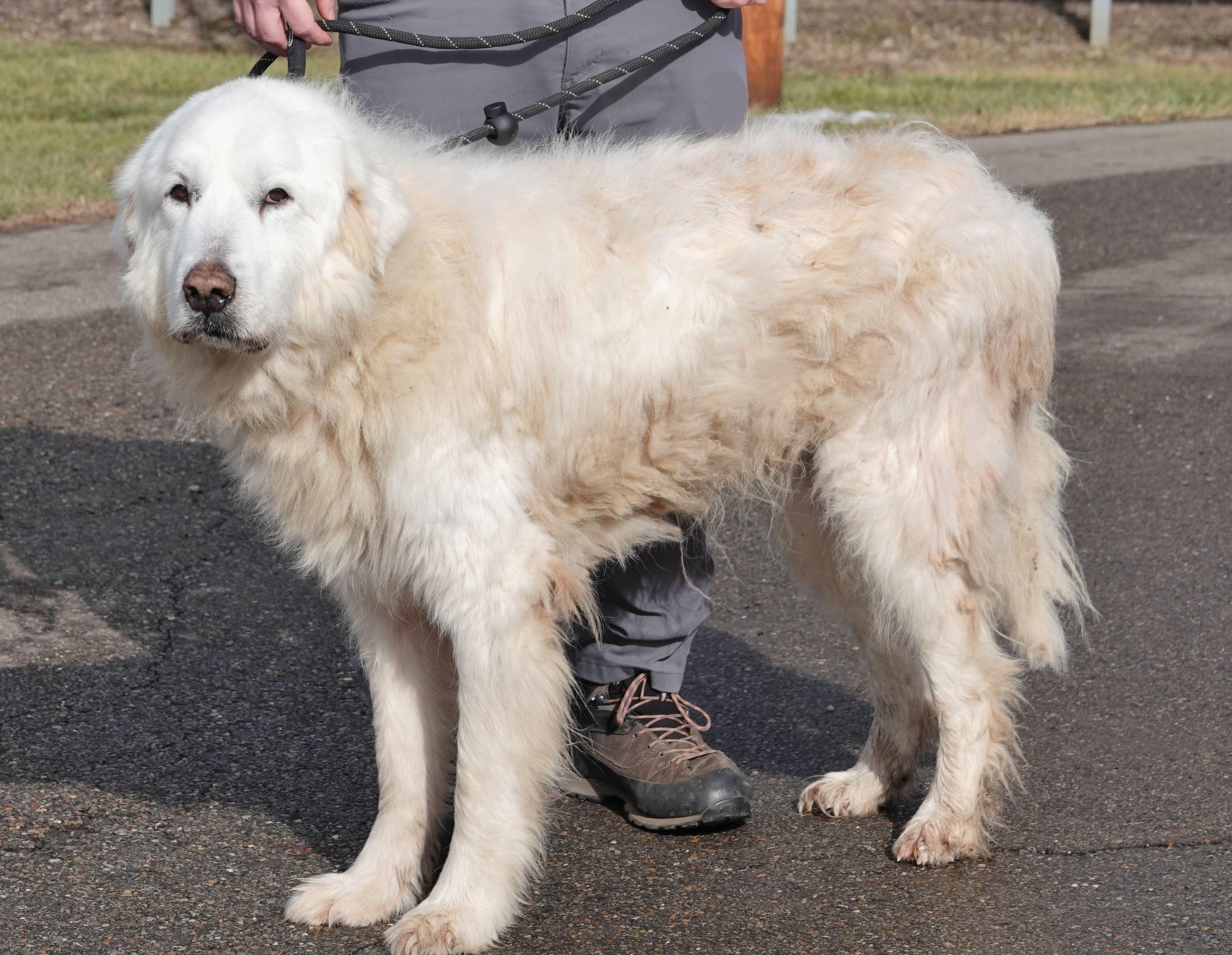 Lucky, a ADOPTABLE Great Pyrenees in Millfield, OH image 2/3