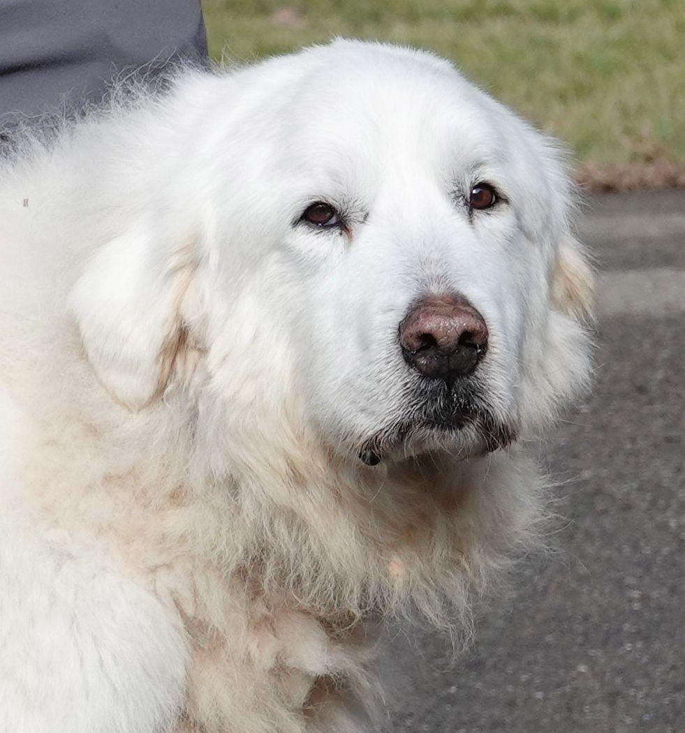 Lucky, a ADOPTABLE Great Pyrenees in Millfield, OH image 1/3
