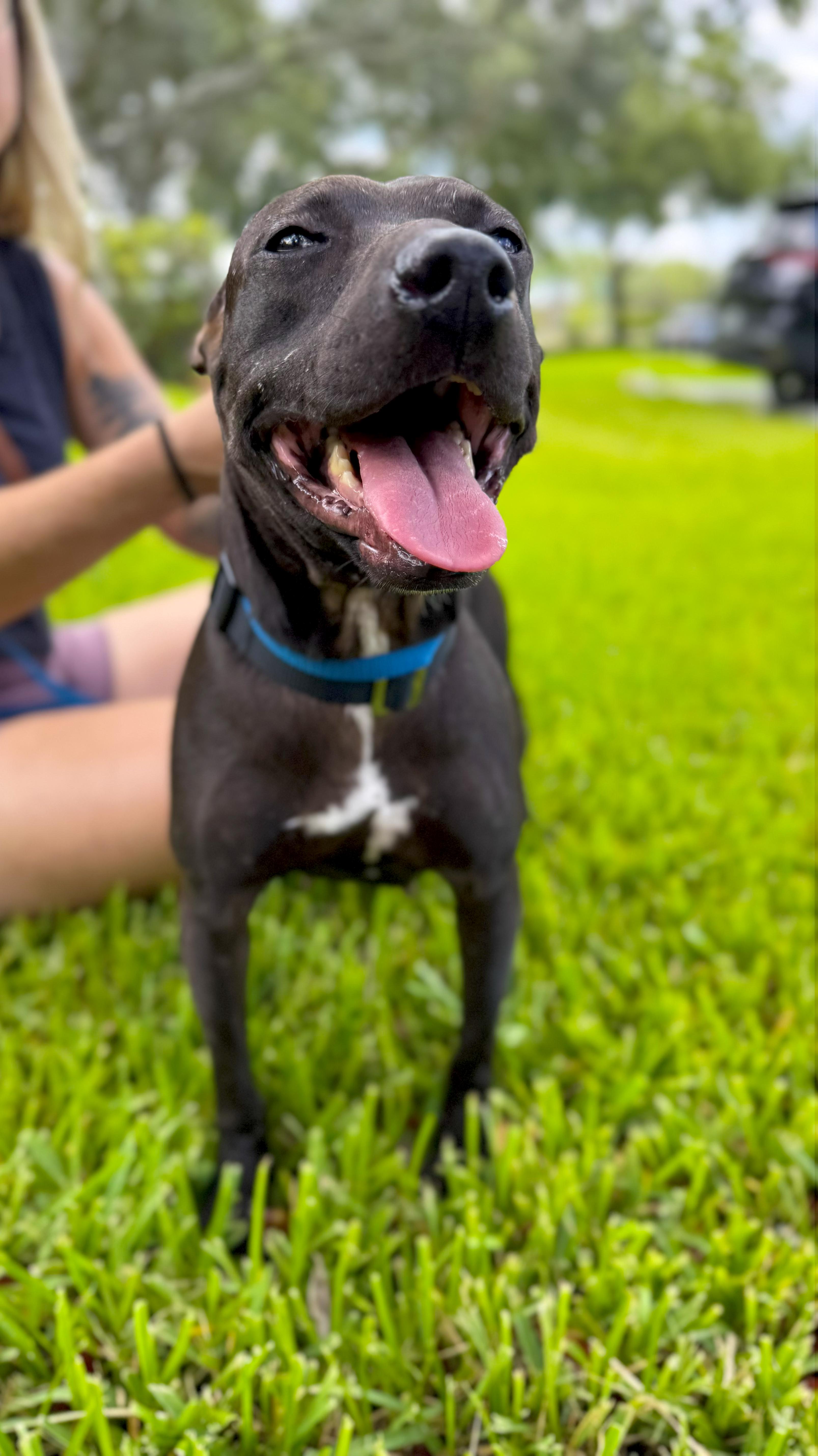Sabel, a Adoptable mixed breed in Margate, FL image 1/5