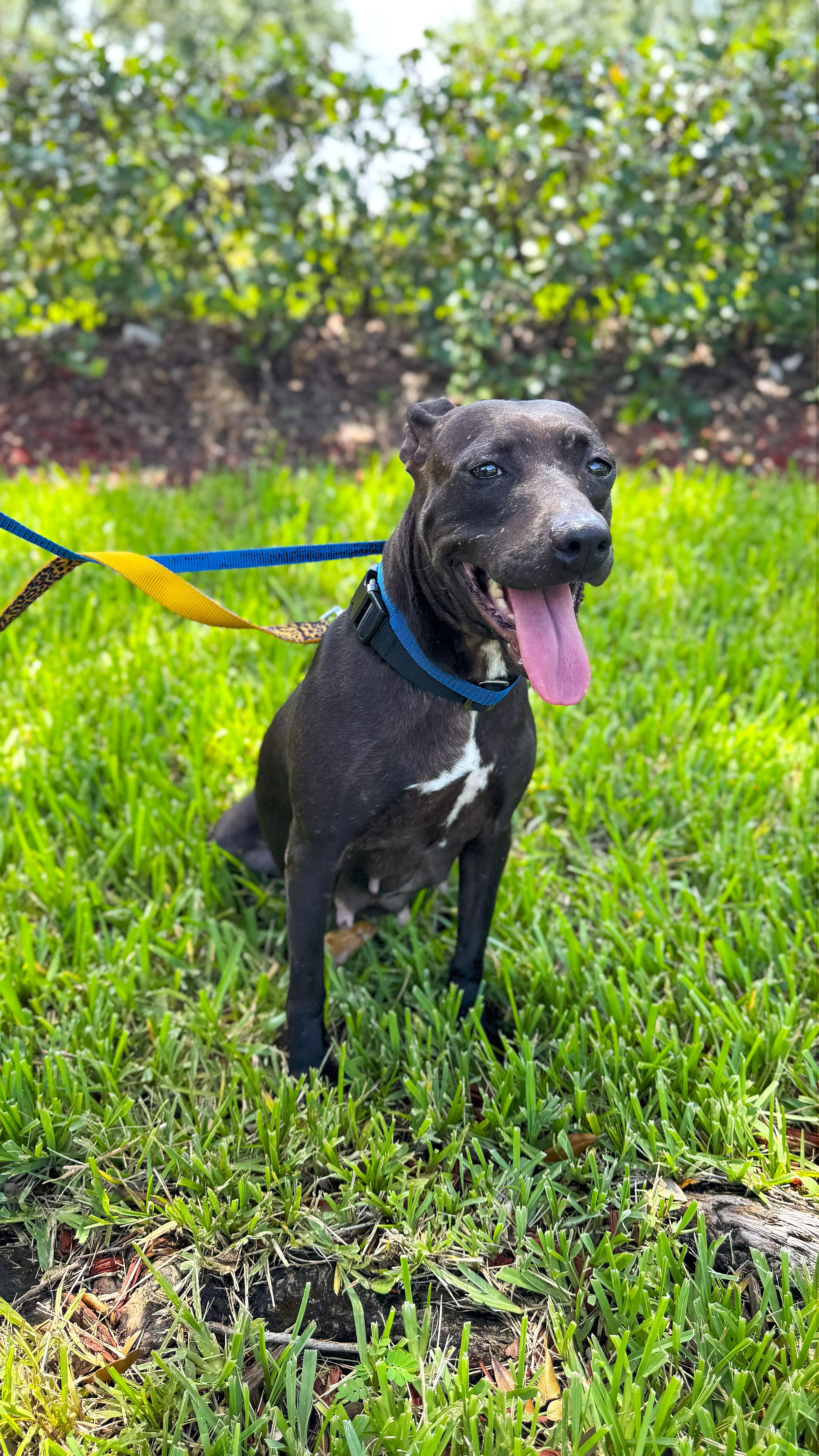 Sabel, a Adoptable mixed breed in Margate, FL image 2/5