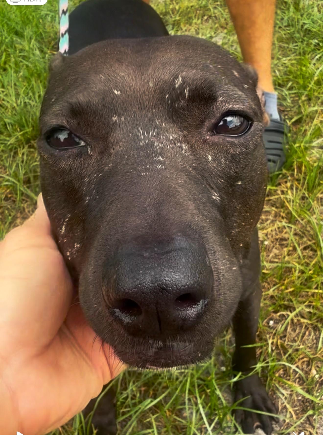 Sabel, a Adoptable mixed breed in Margate, FL image 3/5
