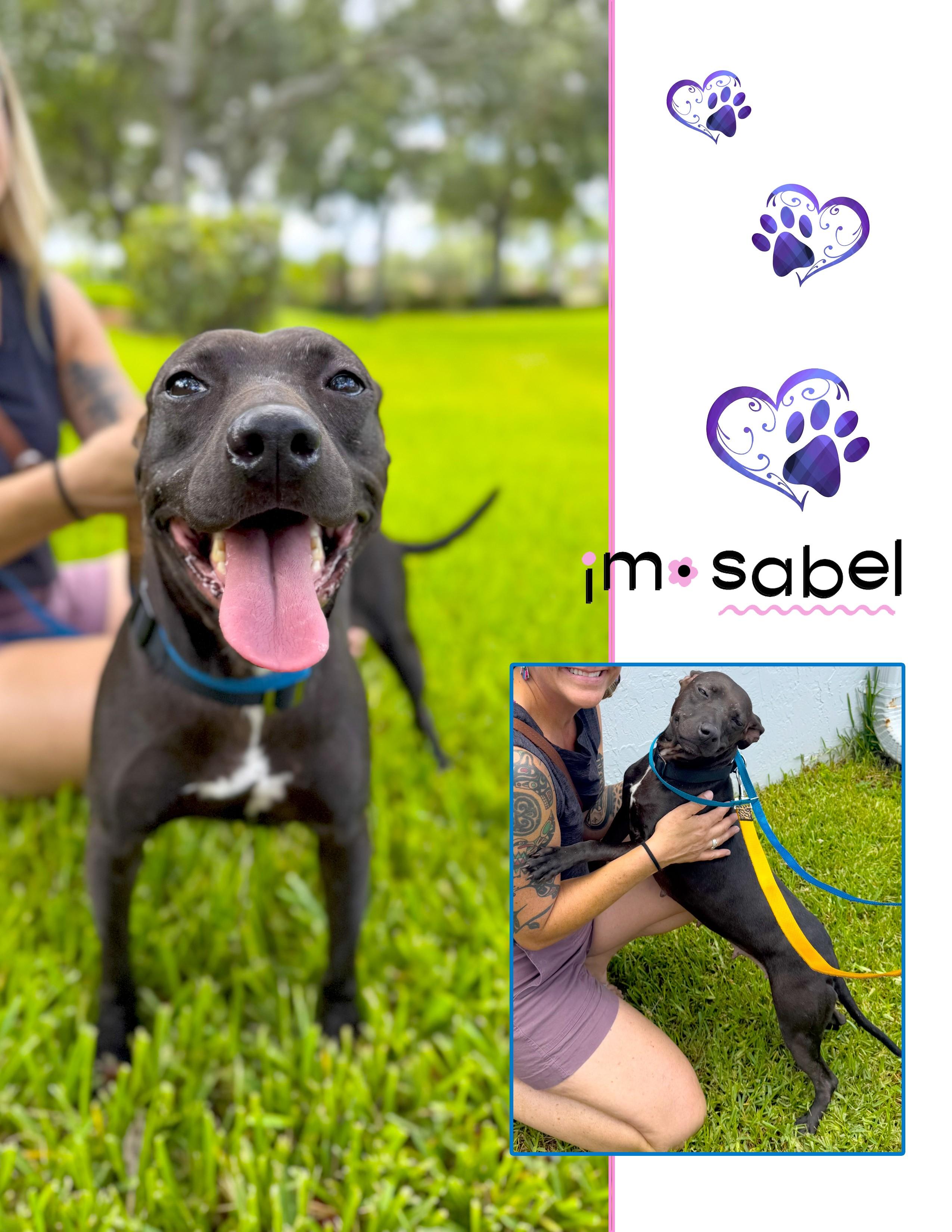Sabel, a Adoptable mixed breed in Margate, FL image 4/5