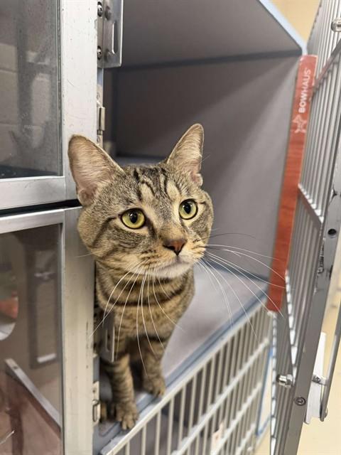 SPARKLE, Adoptable, Young Male Domestic Short Hair.
