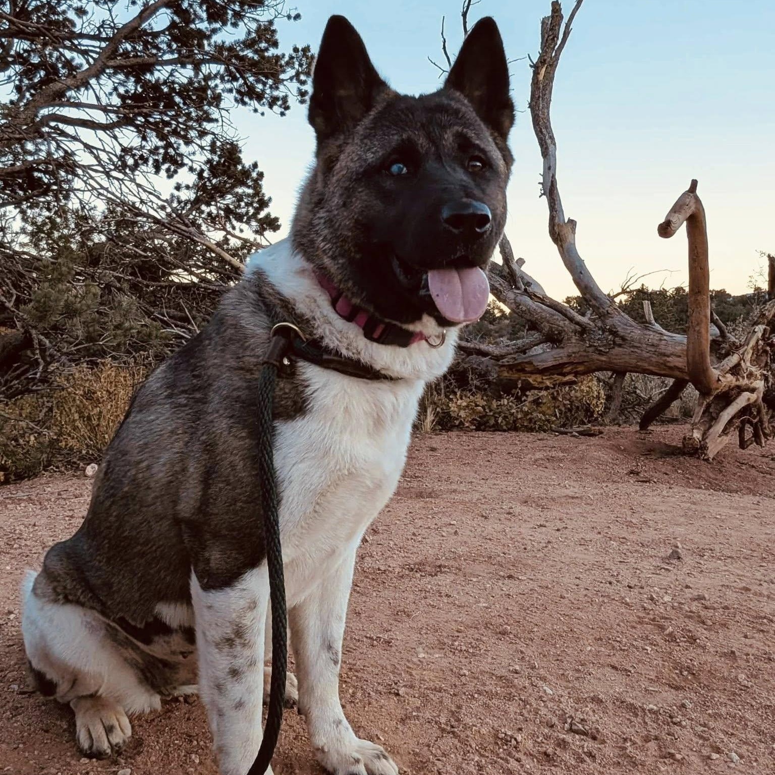 Enlarge Echo, an adopted Akita in Queen Creek, AZ image 1/6