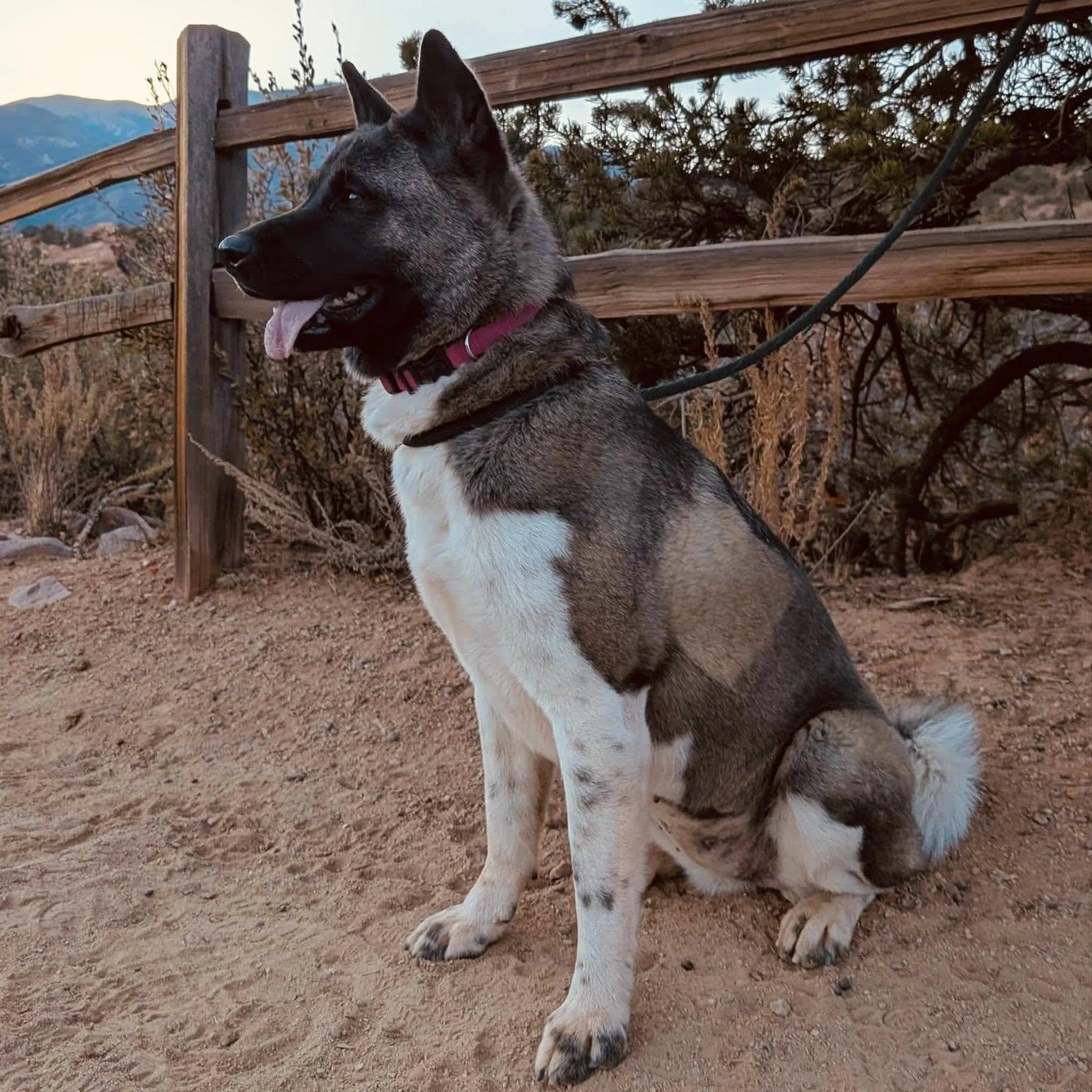 Enlarge Echo, an adopted Akita in Queen Creek, AZ image 2/6