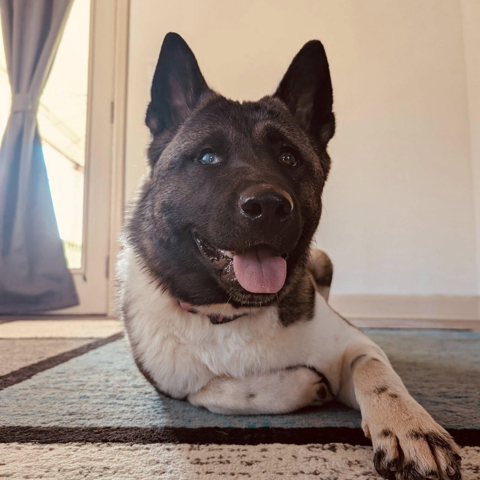 Enlarge Echo, an adopted Akita in Queen Creek, AZ image 3/6