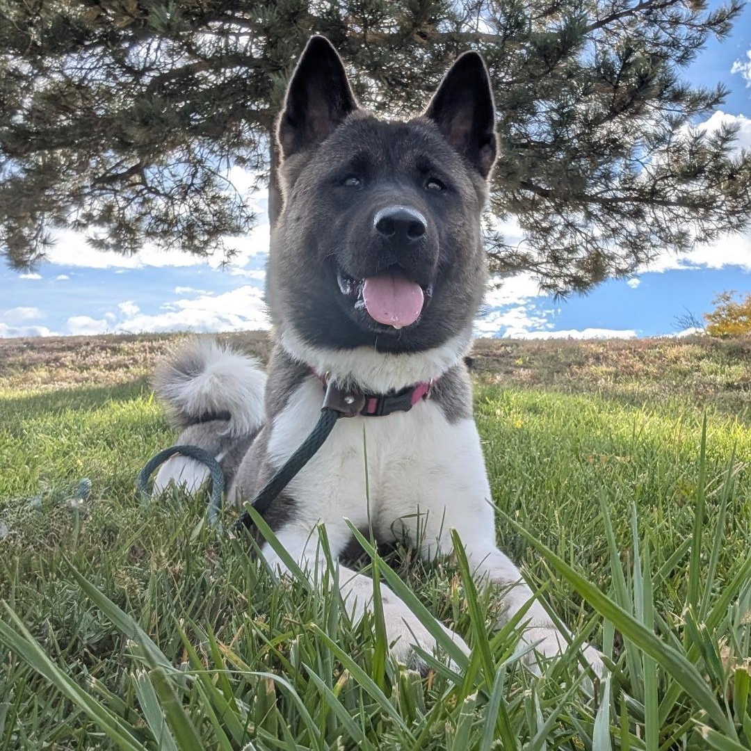 Enlarge Echo, an adopted Akita in Queen Creek, AZ image 4/6
