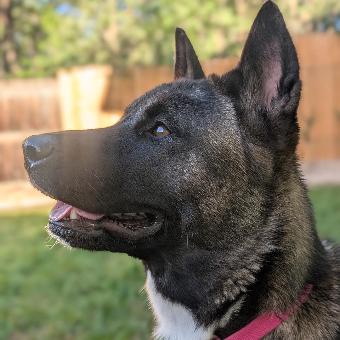 Enlarge Echo, an adopted Akita in Queen Creek, AZ image 5/6