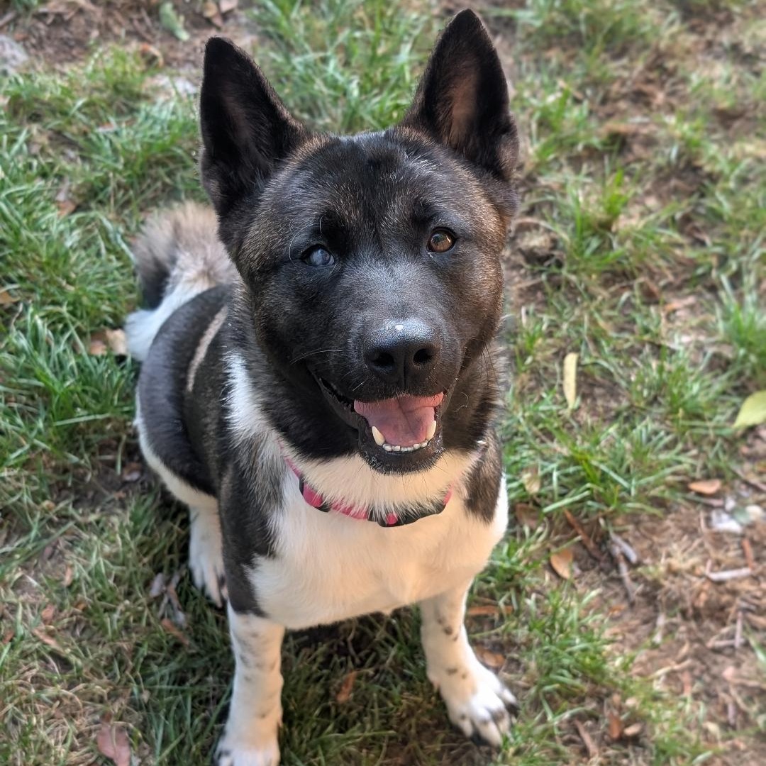 Enlarge Echo, an adopted Akita in Queen Creek, AZ image 6/6