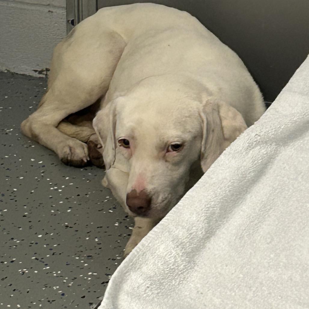 Jolly, Adoptable, Young Female Mixed Breed.