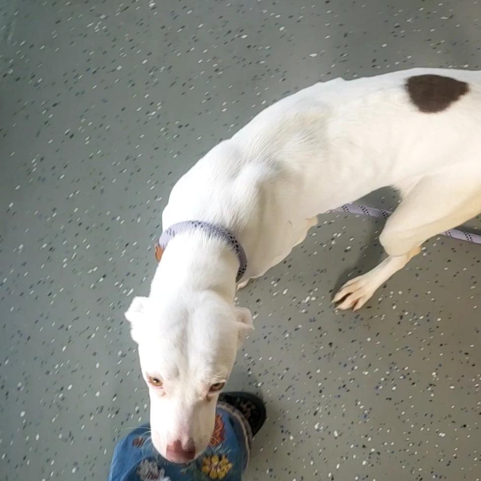 Enlarge Jolly, a Adoptable Mixed Breed in Danville, KY image 2/2