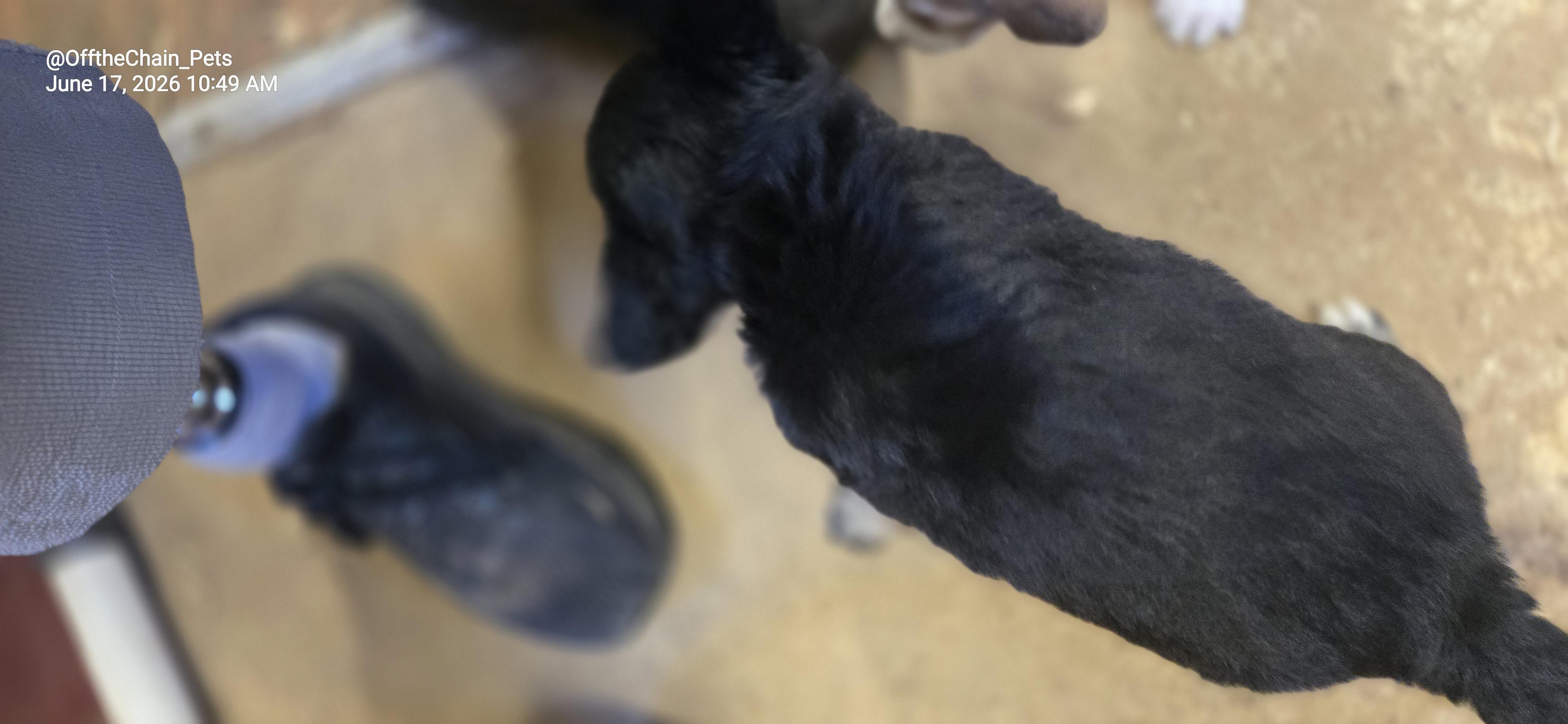 Dawn, a Adoptable mixed breed in Toney, AL image 1/3