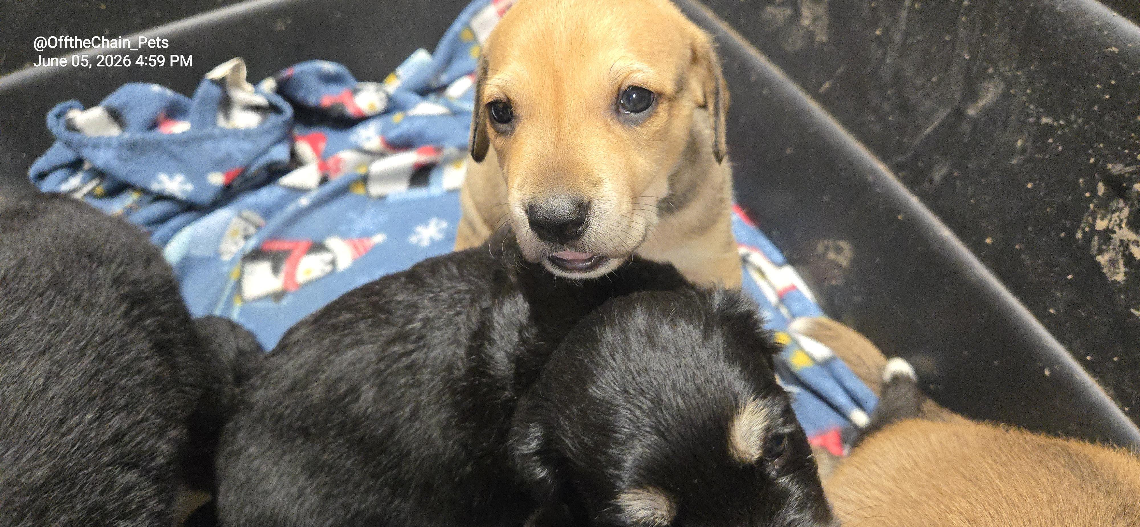 Dawn, a Adoptable mixed breed in Toney, AL image 2/3