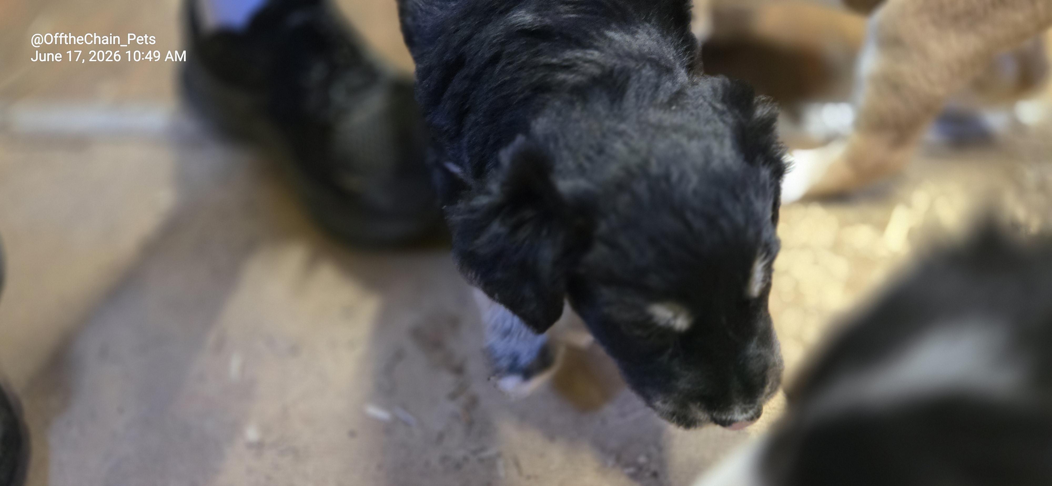 Dawn, a Adoptable mixed breed in Toney, AL image 3/3