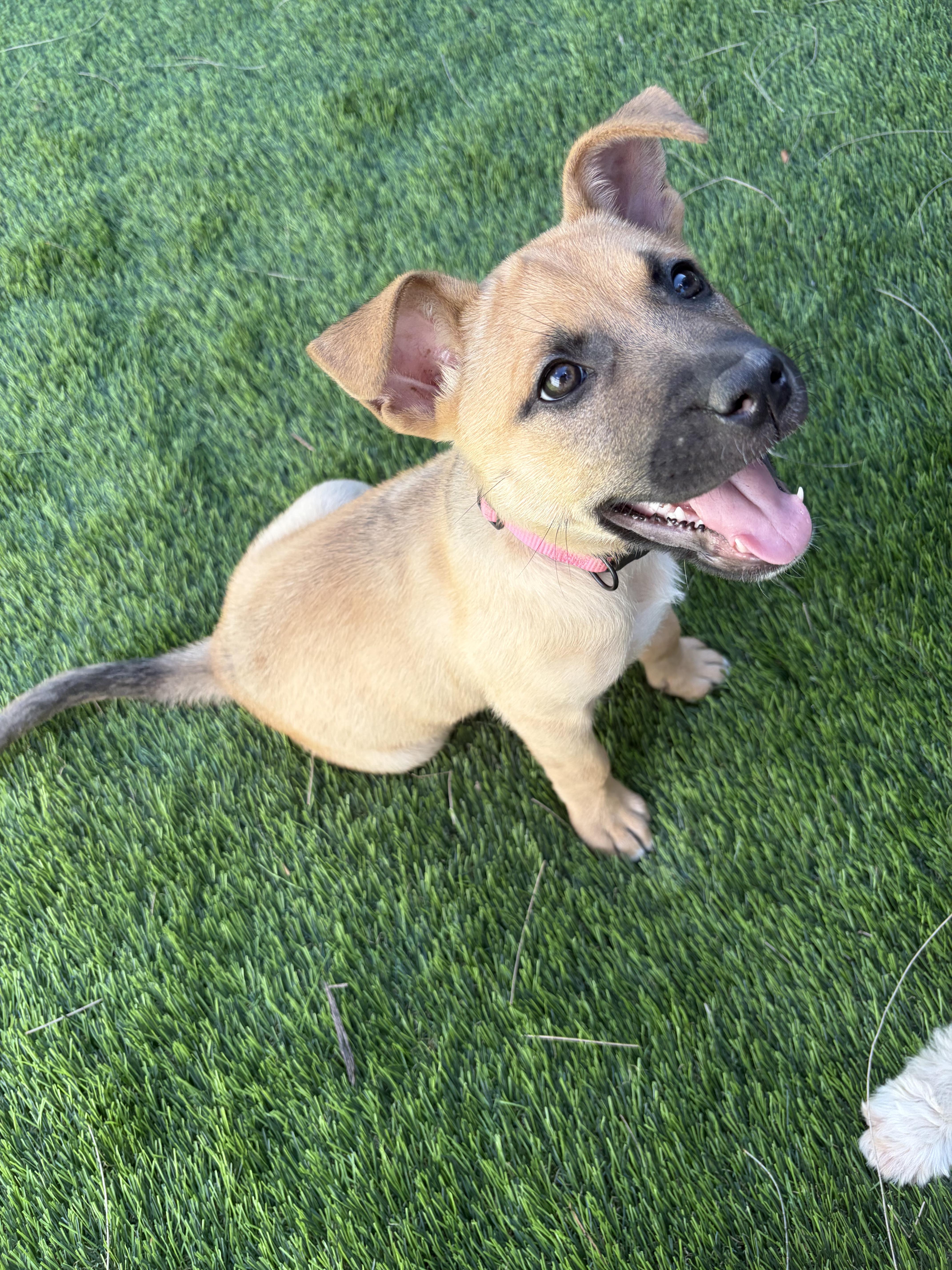 Watonga, adopted, Puppy Female Black Mouth Cur & Labrador Retriever.