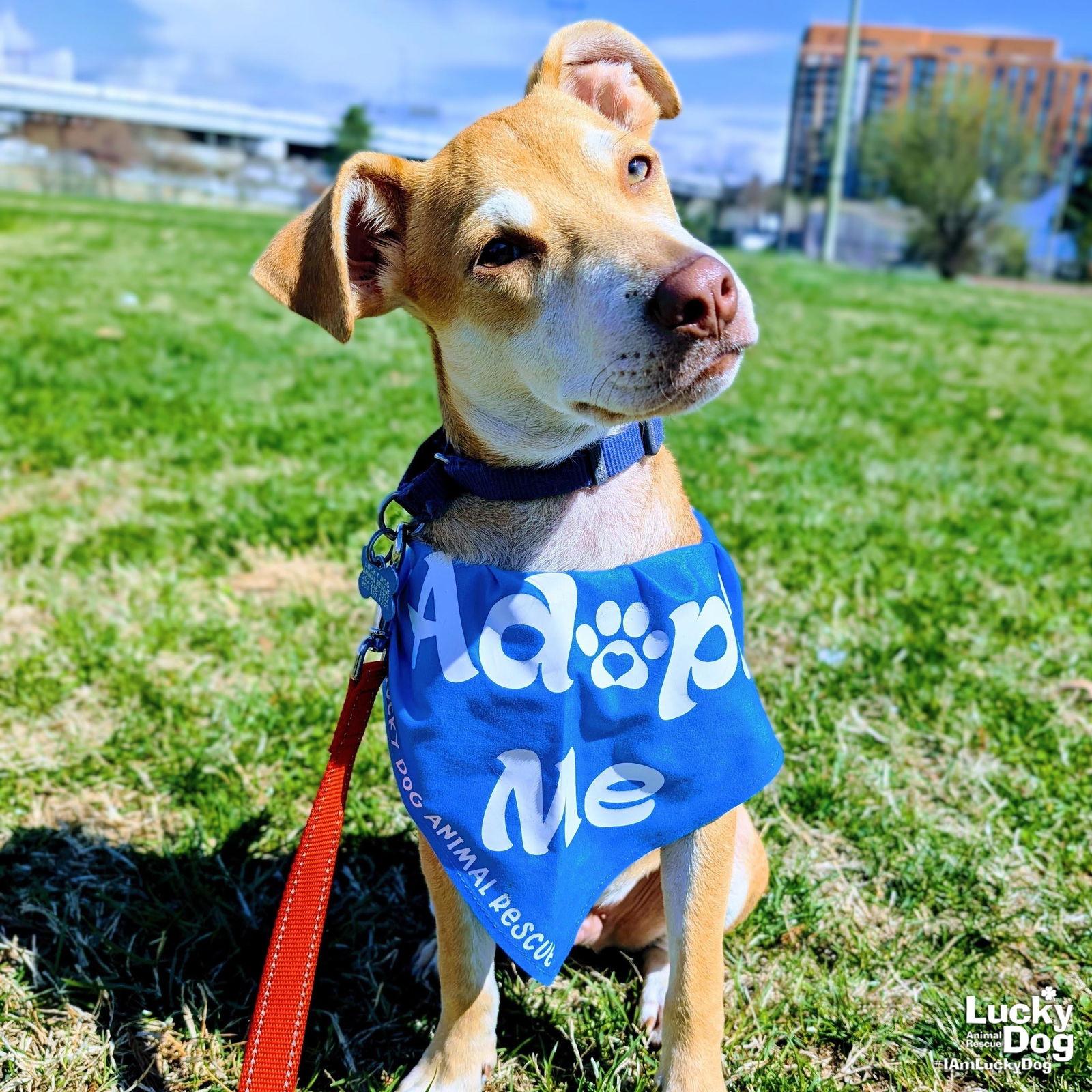 Ryan, a Adopted Labrador Retriever in Washington, DC image 1/3