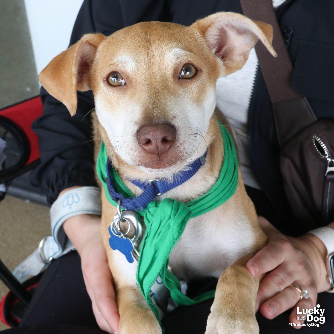 Ryan, a Adopted Labrador Retriever in Washington, DC image 3/3