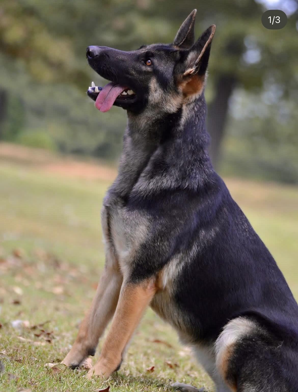 Heidi, a Adoptable German Shepherd Dog in Collierville, TN image 3/5