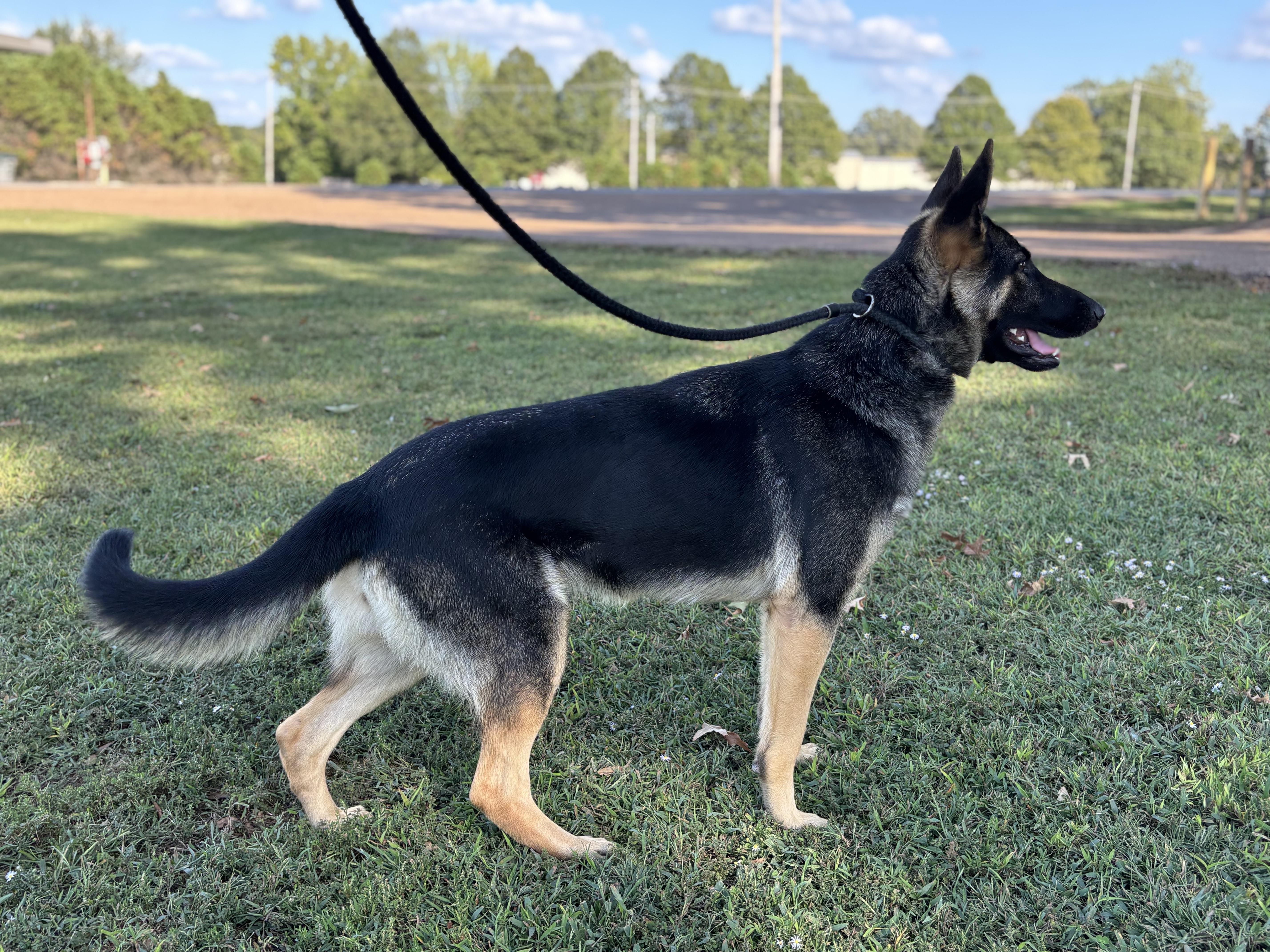 Heidi, a Adoptable German Shepherd Dog in Collierville, TN image 2/5
