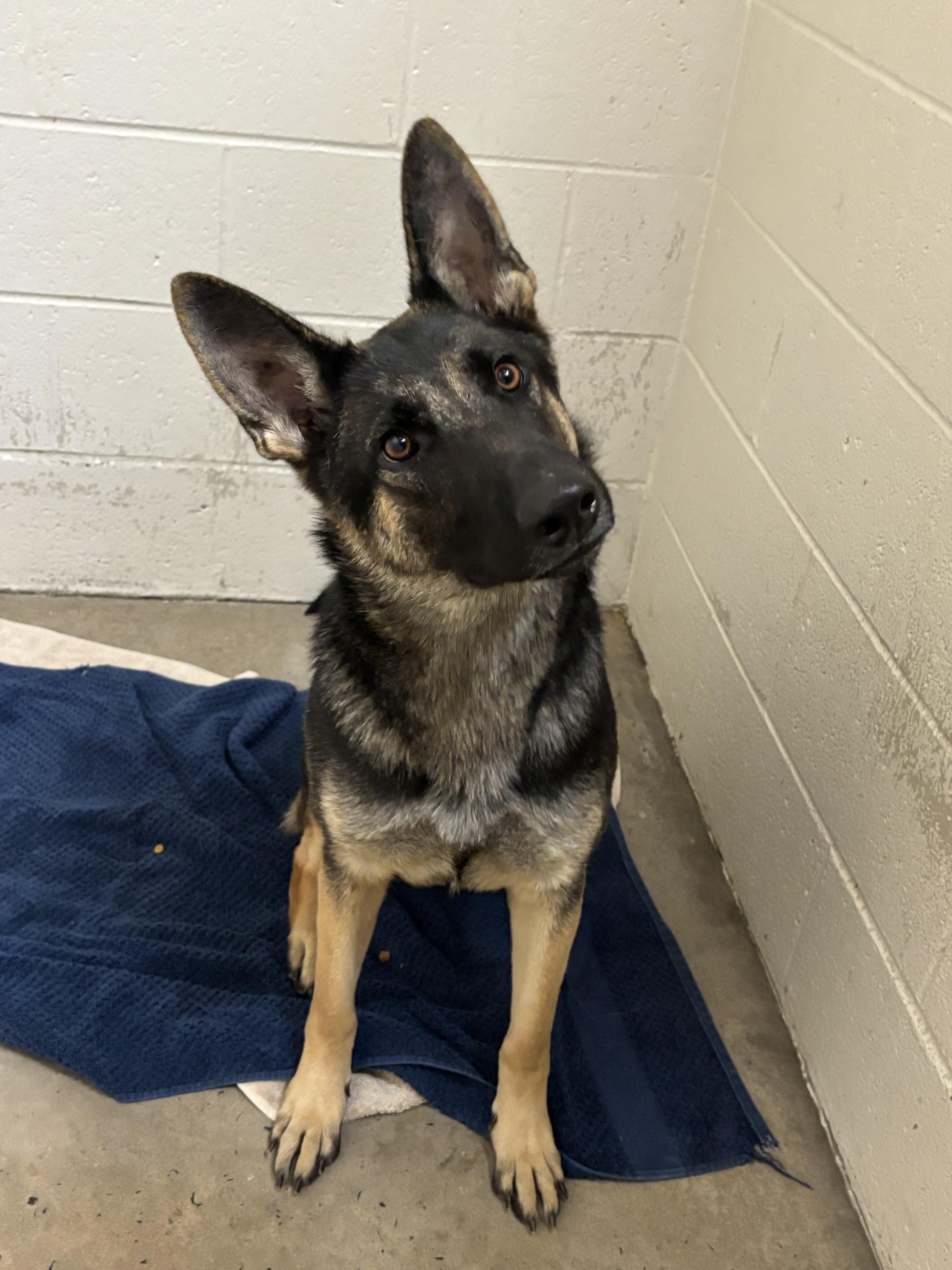 Heidi
