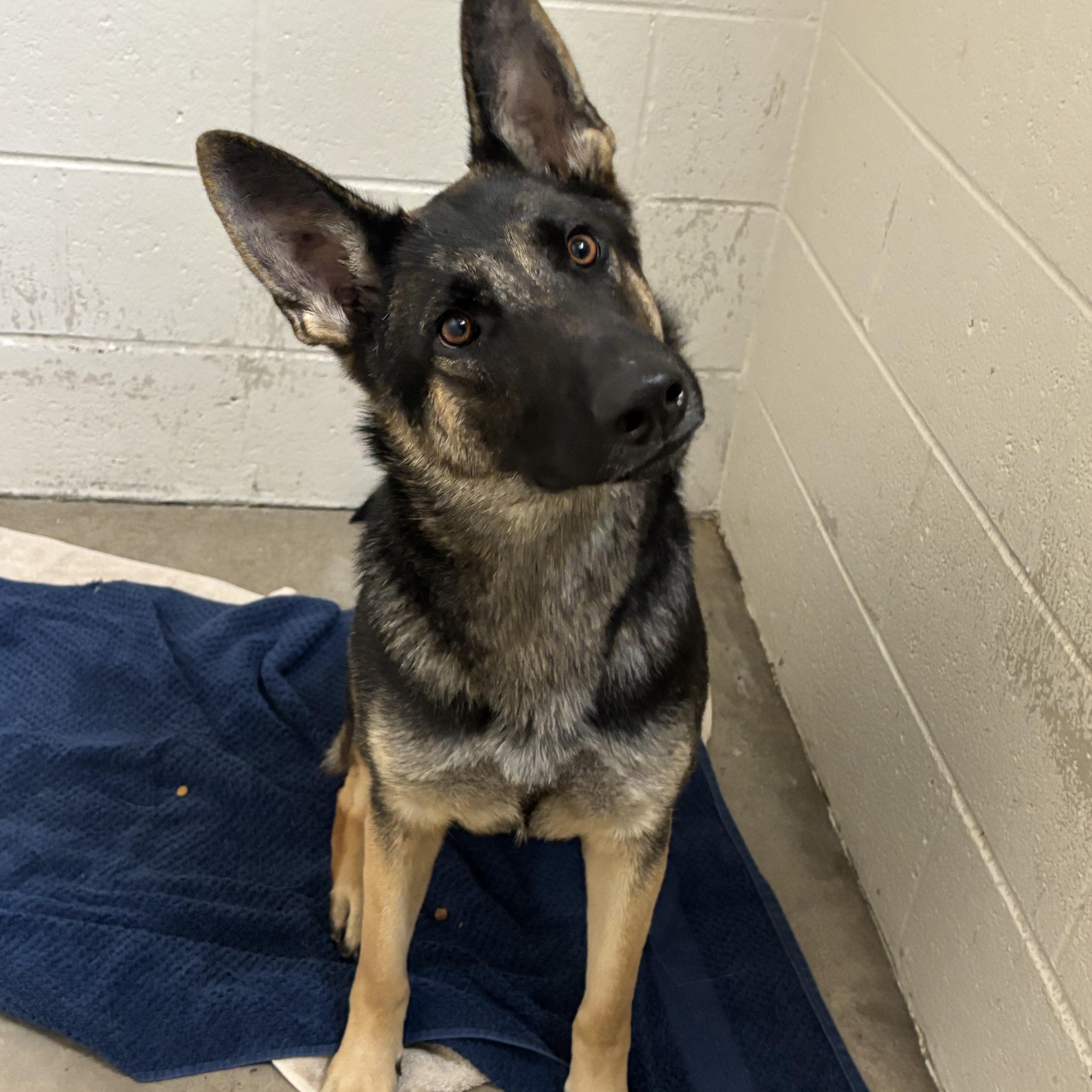 Heidi, a Adoptable German Shepherd Dog in Collierville, TN image 4/5