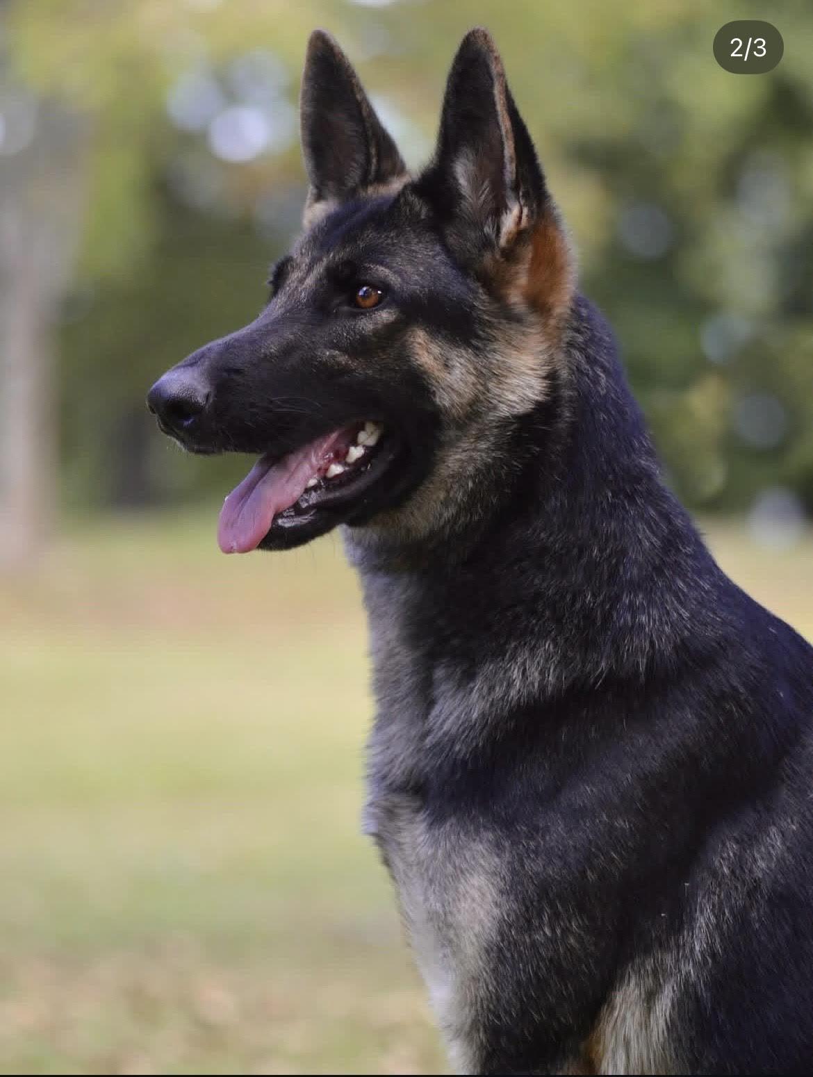 Heidi, a Adoptable German Shepherd Dog in Collierville, TN image 5/5