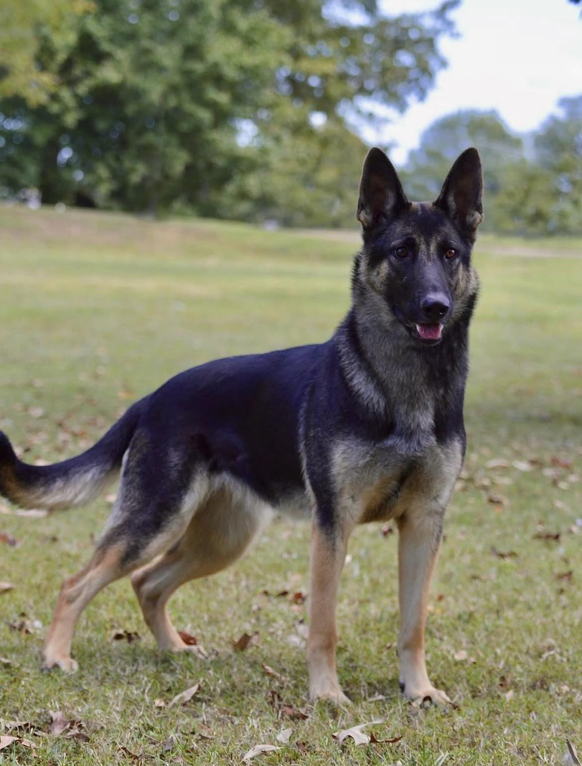 Heidi, Adoptable, Adult Female German Shepherd Dog.