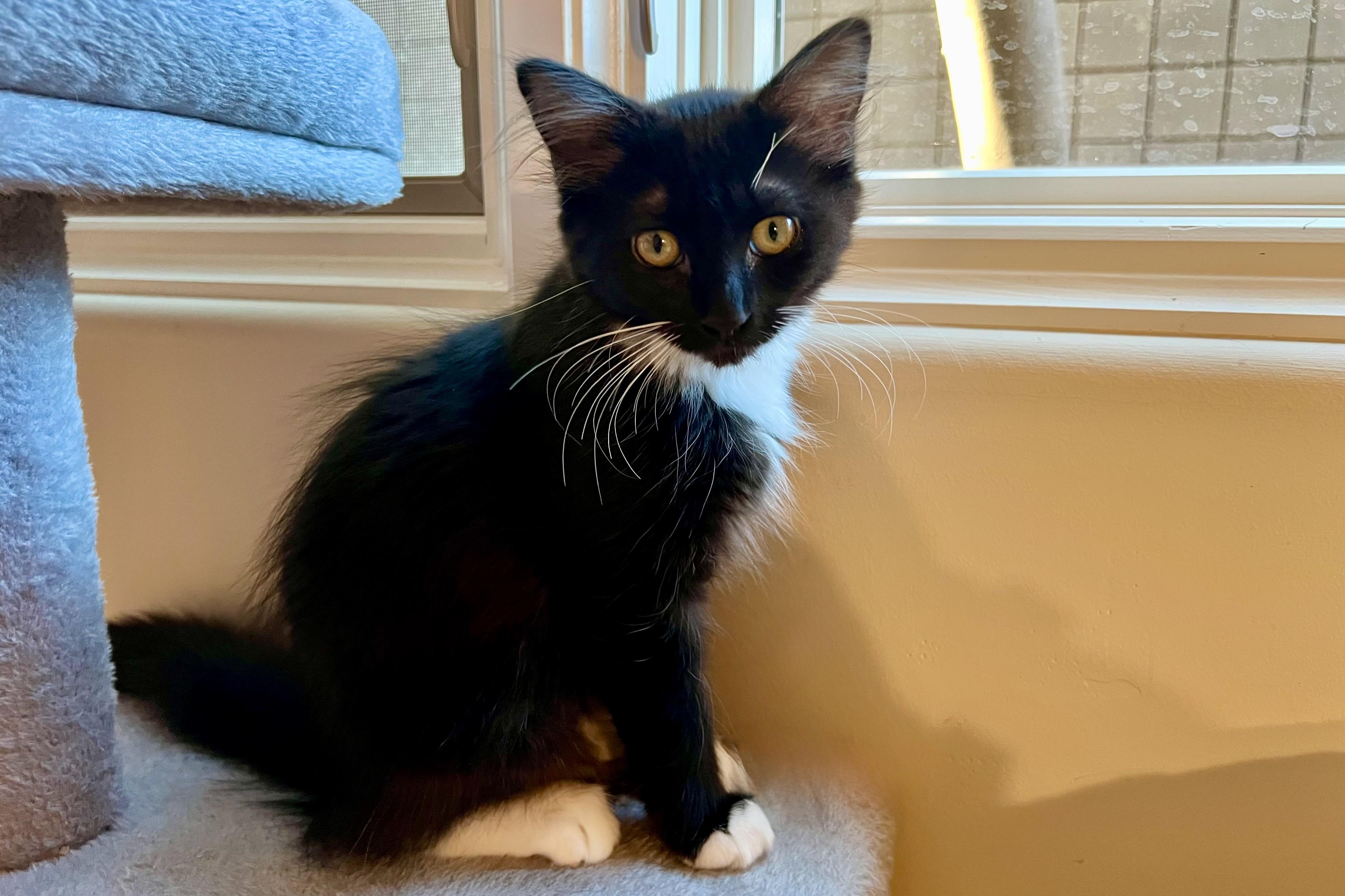 Enlarge Penny Lane, a ADOPTABLE Domestic Long Hair in Fountain Hills, AZ image 2/3