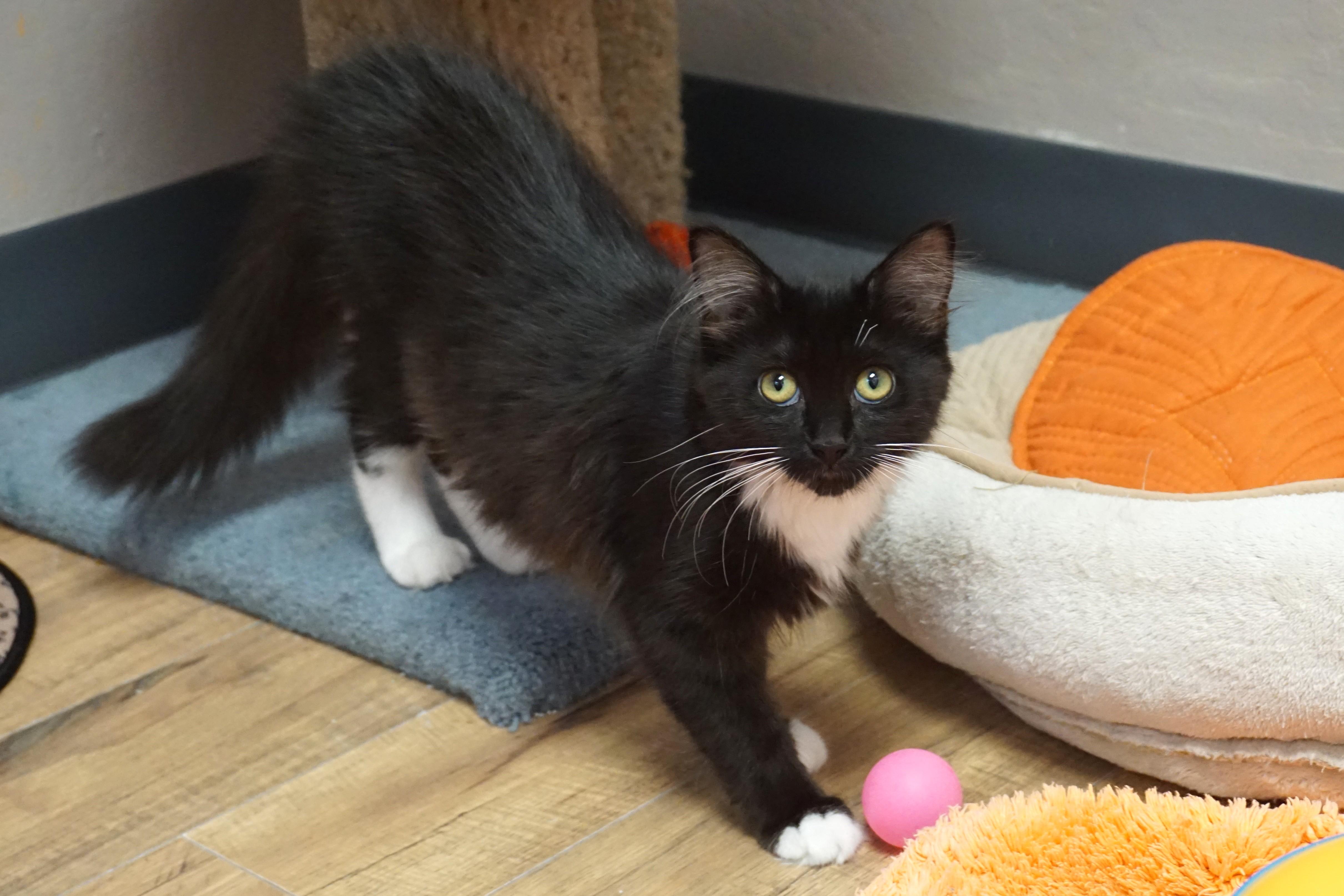 Enlarge Penny Lane, a ADOPTABLE Domestic Long Hair in Fountain Hills, AZ image 1/3