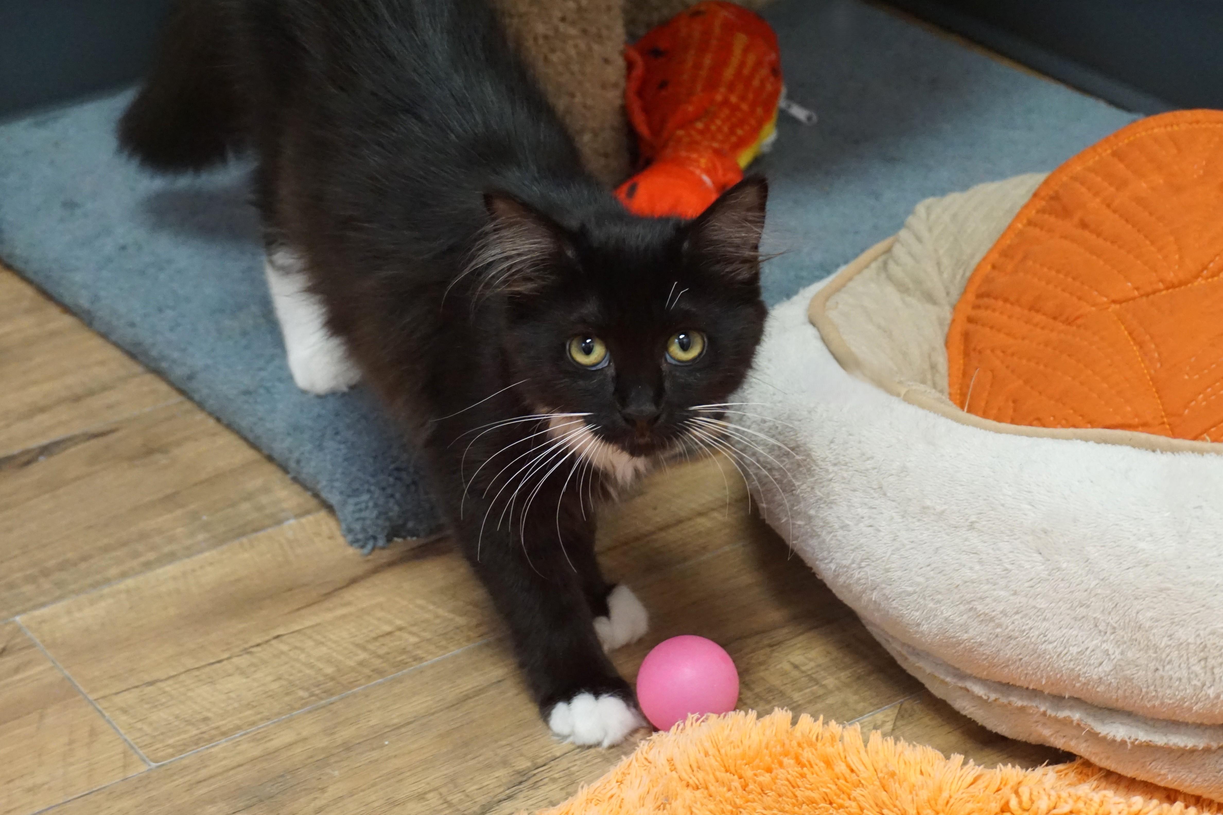 Enlarge Penny Lane, a ADOPTABLE Domestic Long Hair in Fountain Hills, AZ image 3/3