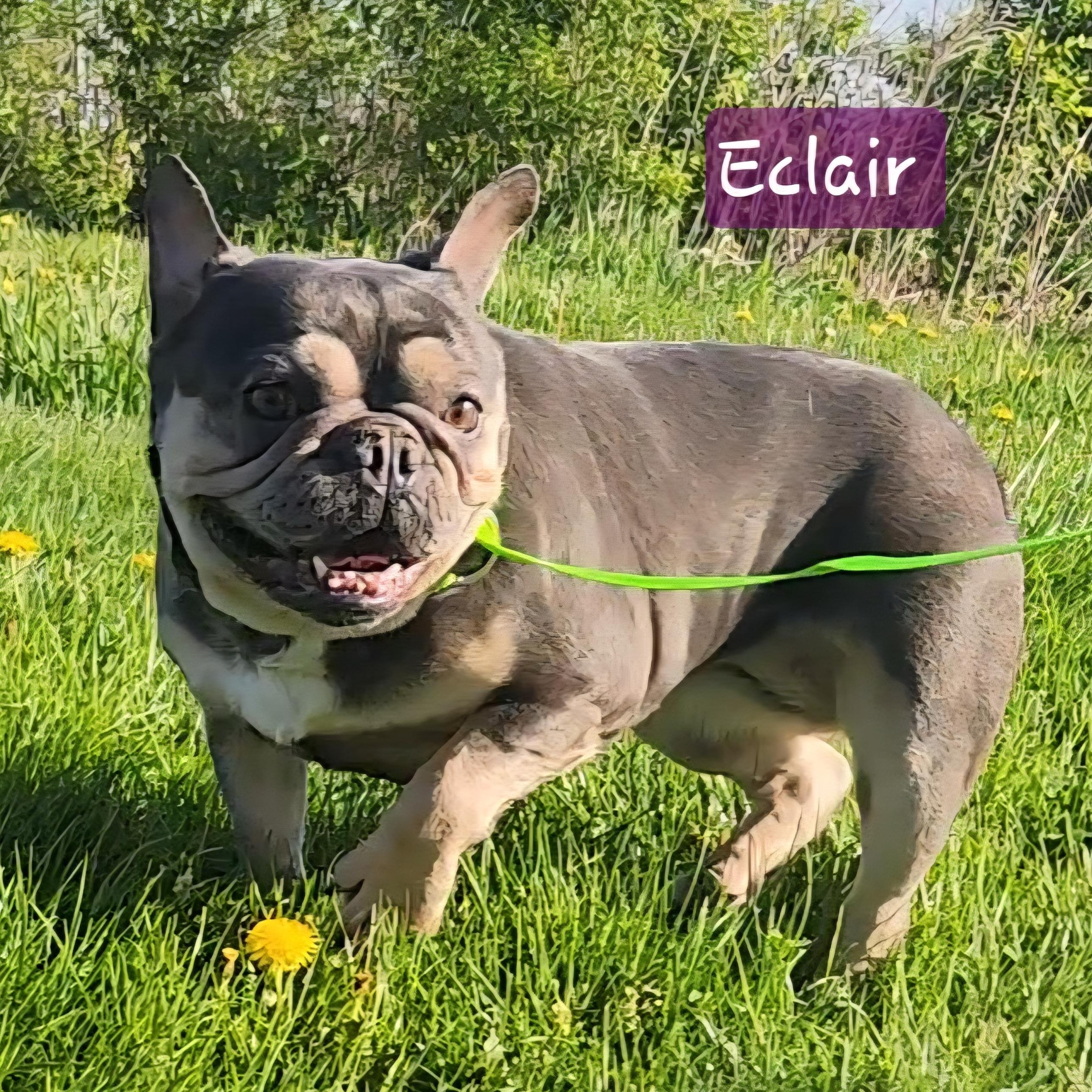 Enlarge ECLAIR ~ VIDEO!!, a Adoptable French Bulldog in Ashland, OH image 2/6