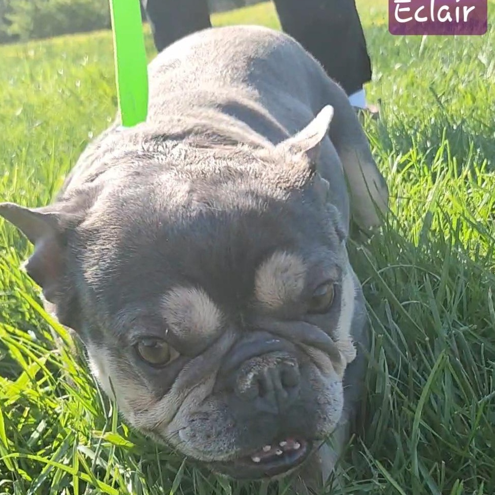 Enlarge ECLAIR ~ VIDEO!!, a Adoptable French Bulldog in Ashland, OH image 5/6