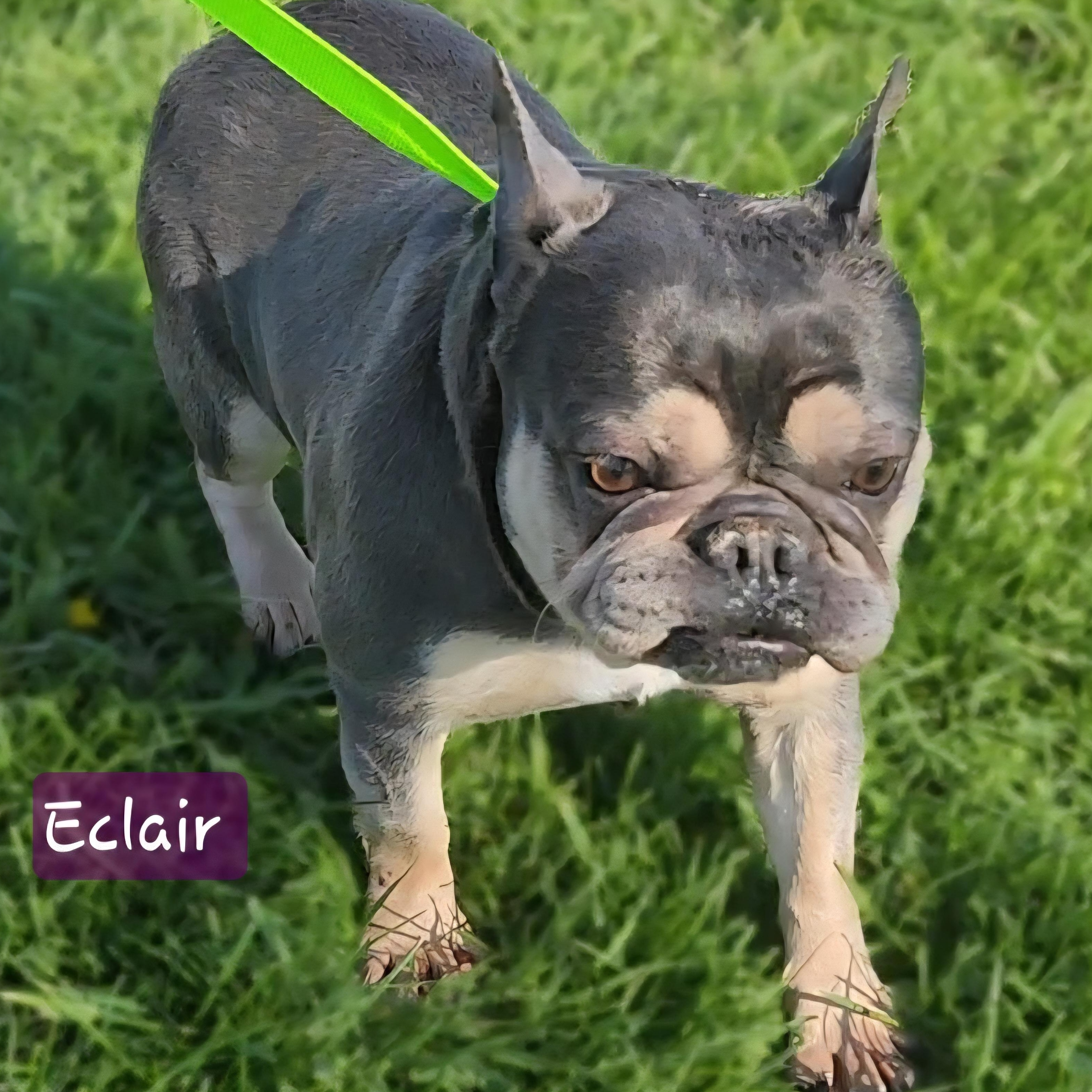 Enlarge ECLAIR ~ VIDEO!!, a Adoptable French Bulldog in Ashland, OH image 3/6