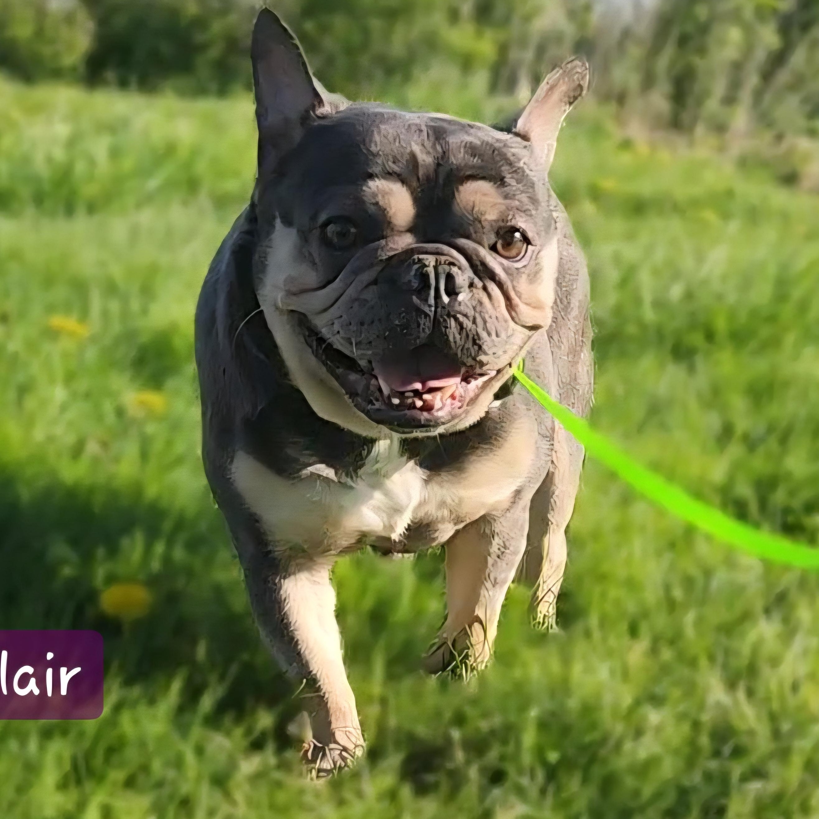 ECLAIR ~ VIDEO!!, Adoptable, Adult Female French Bulldog.