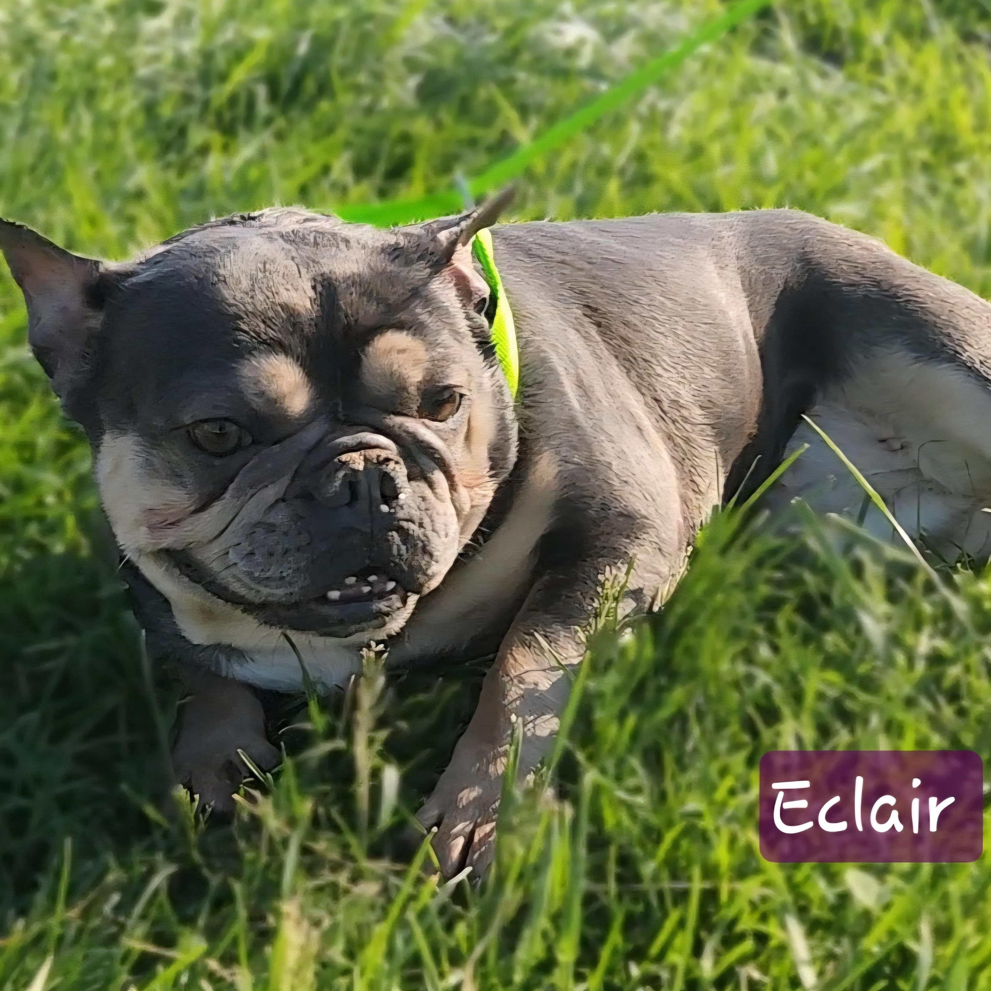 Enlarge ECLAIR ~ VIDEO!!, a Adoptable French Bulldog in Ashland, OH image 4/6