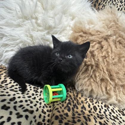 Nox, Adoptable, Kitten Female Domestic Short Hair & Domestic Short Hair.