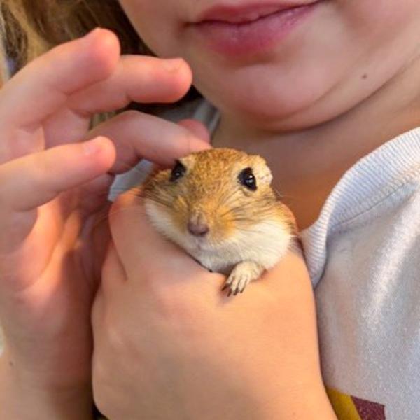 Roger, Adoptable, Adult Male Gerbil.