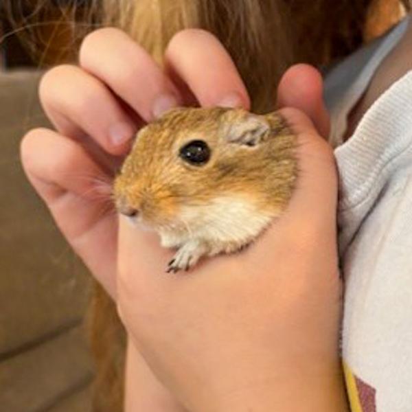 Enlarge Roger, a Adoptable mixed breed in Des Moines, IA image 2/2