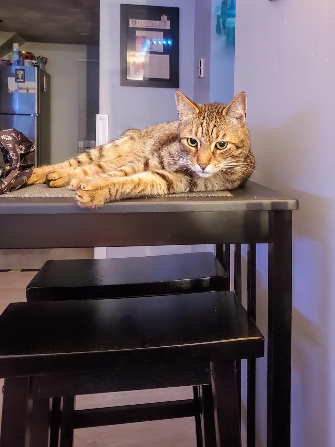 Enlarge Reggie, a hold American Shorthair in Norwood, MA image 3/6