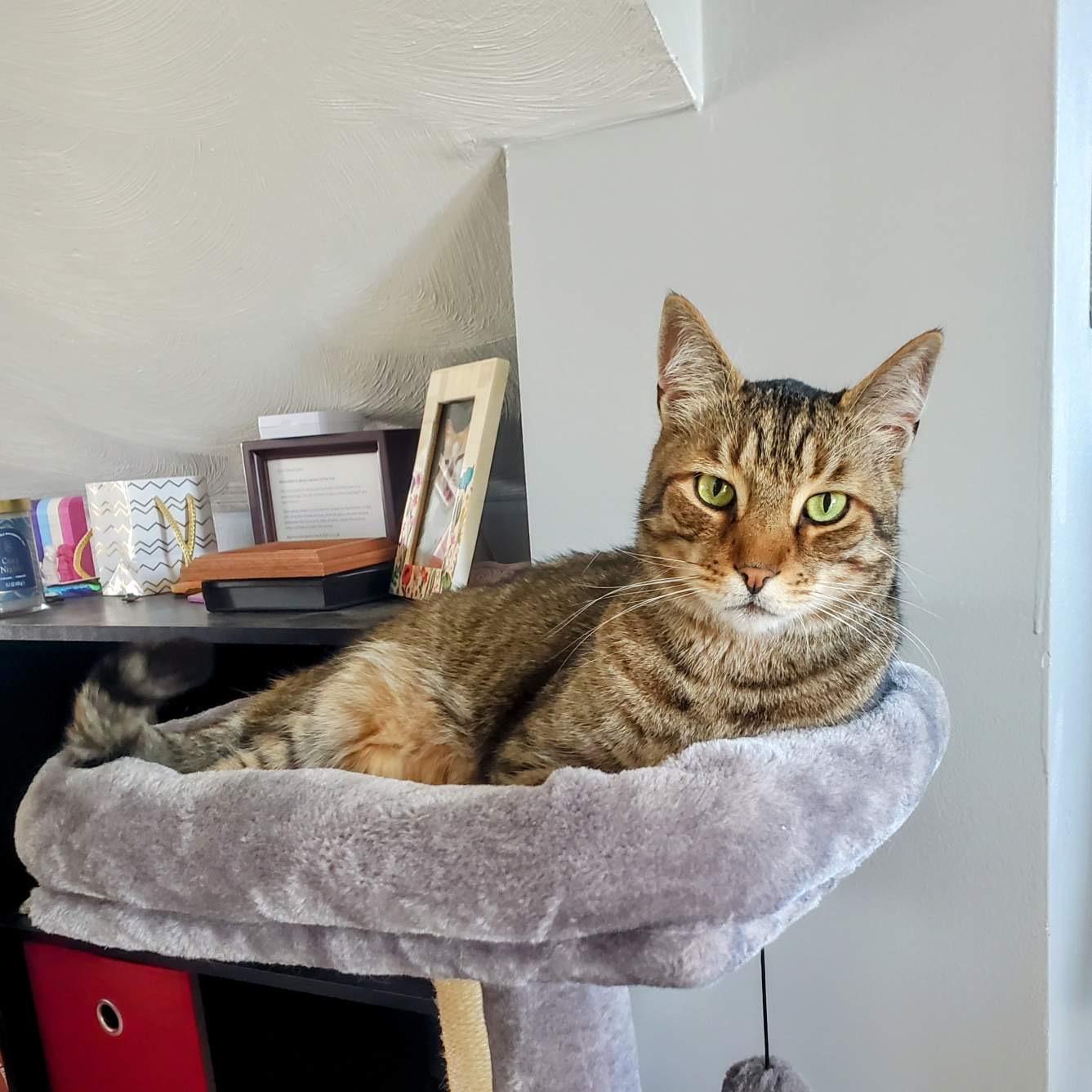 Enlarge Reggie, a hold American Shorthair in Norwood, MA image 2/6