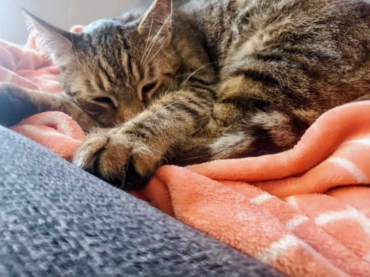 Enlarge Reggie, a hold American Shorthair in Norwood, MA image 4/6