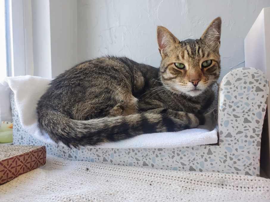 Enlarge Reggie, a hold American Shorthair in Norwood, MA image 5/6