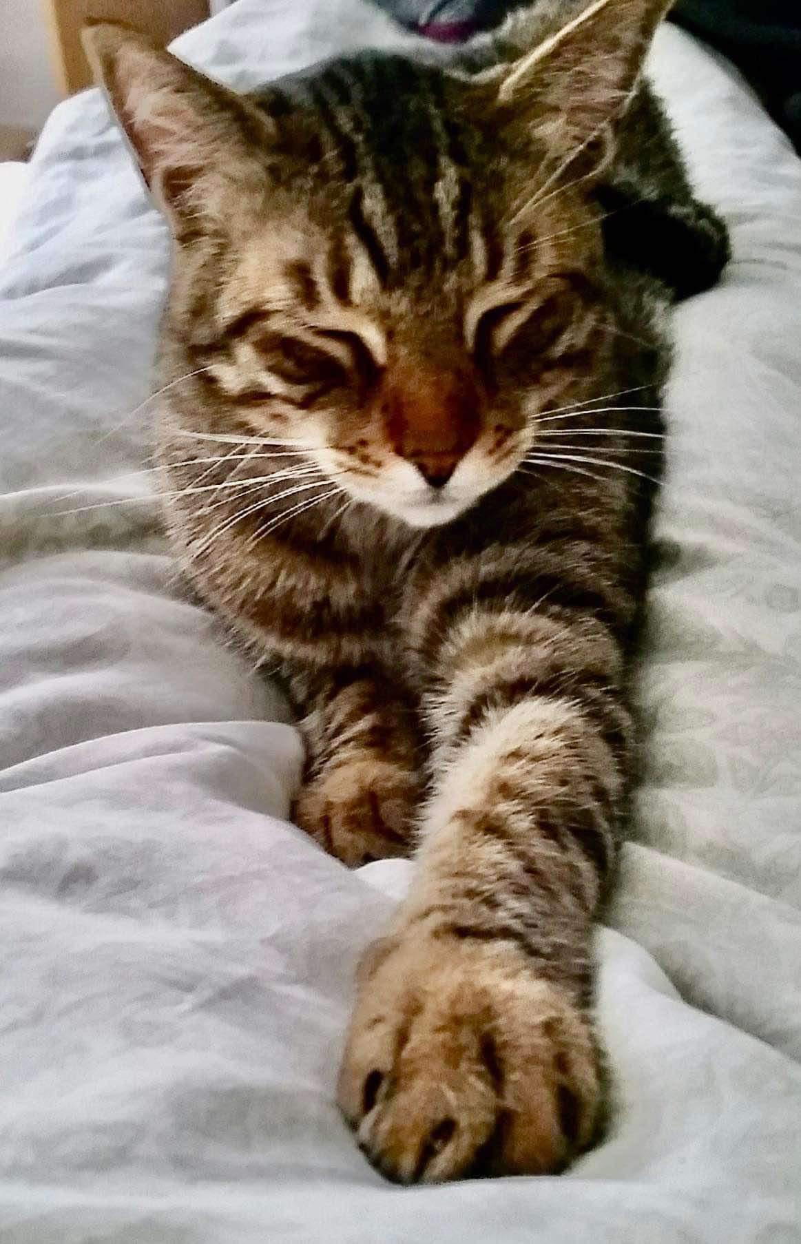 Reggie, Adoptable, Adult Male American Shorthair.